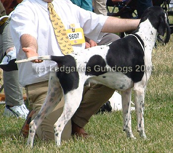 Open Dog